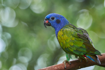 Beautiful parrot on a branch of a tree