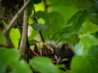 three baby birds waiting for their parents to feed them in the nest calling their mom & dad. new...