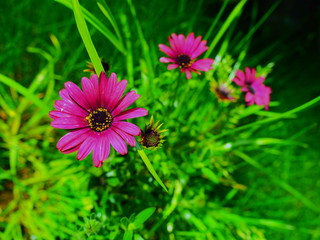 Obraz premium 屋内の植物