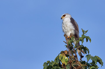 Bird of prey resting on a tree