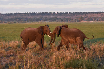 Fototapeta na wymiar Two elephants play fighting in Chobe National Park, Botswana