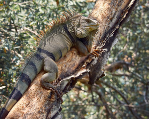 Iguana resting on a tree while sunbathing