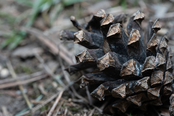 Strobilus lies on the ground