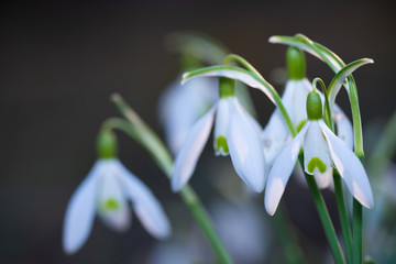 Snowdrops growing in early spring