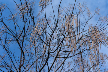 Catalpa without leaves in early spring