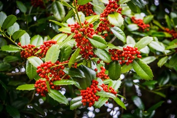 bunches of red hollies