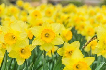 closeup on yellow daffodils