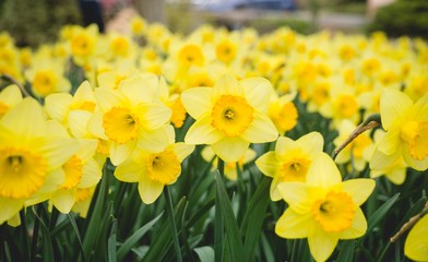 field of yellow daffodils flowers