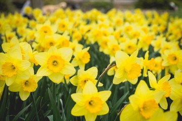 Obraz premium field of yellow daffodils