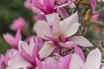 pink magnolia flowers blooming tree