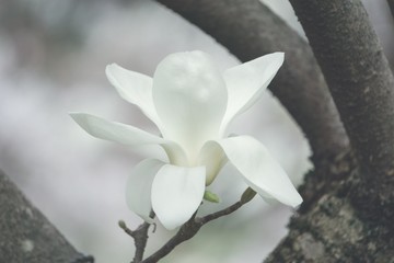 white magnolia bloom opening © Stephanie