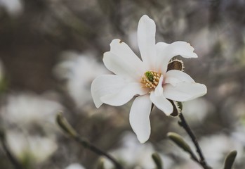 white magnolia flower blooming