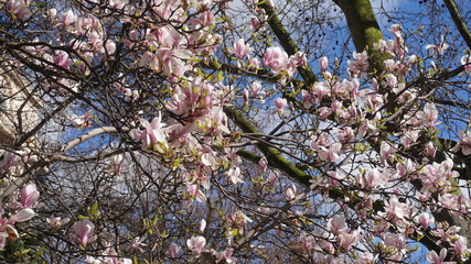 Kirschblütenbätter im Geäst