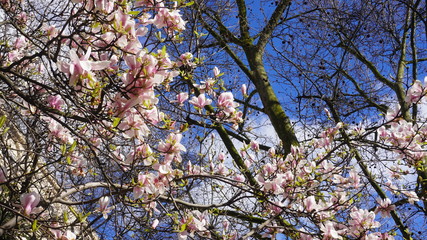 Geäst Holz und Kirschblüten