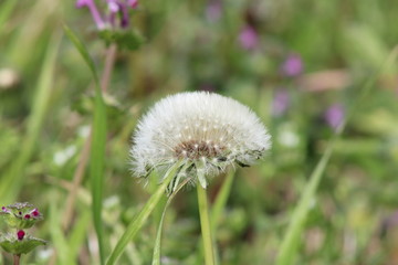 dandelion close up