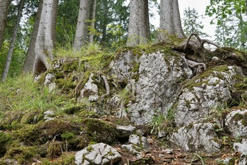 Bäume, die auf einem Felsen wachsen