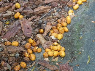 Ripe fallen spondias mombin, also known as yellow mombin or hog plum. Anacardiaceae family. Amazon,...
