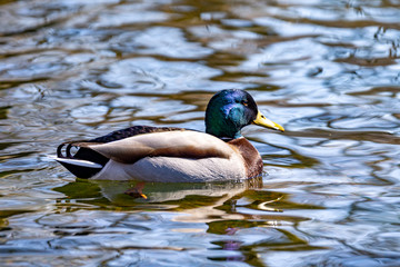 Eine Stockente im Wasser