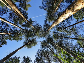 Fototapeta premium Looking up at a canopy of forest canopy of evergreen tree