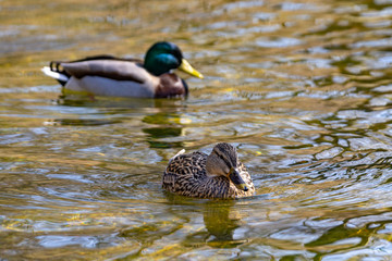 Ein Stockenten-Pärchen im Wasser