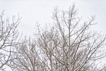 Aspen Colorado trees covered in winter snow in rocky mountains isolated against cloudy sky