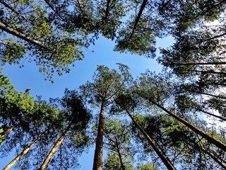 Looking up at a canopy of tree