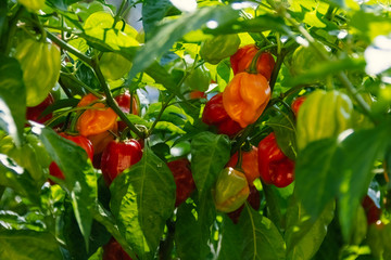 Health plant of chili pepper 