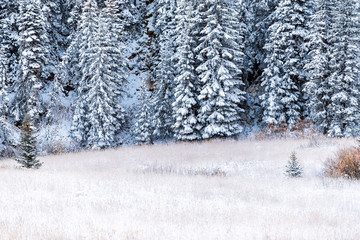 Maroon Bells pine fir trees in Aspen, Colorado rocky mountain closeup after winter snow frozen forest in autumn 2019 with mist on meadow