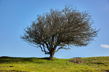 Vom Wind gepeischter Baum vor blauem Himmel