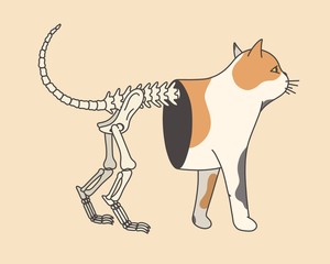 Half skeleton cat