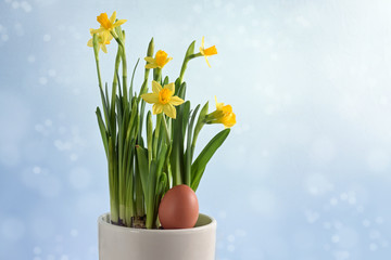 Easter egg in a flower pot with yellow blooming daffodils (Narcissus) against a blue bokeh background with copy space