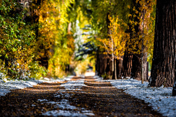 Aspen small town in Colorado with low angle view of road way treelined with autumn foliage trees and snow in city morning sunrise in Red Butte Cemetery