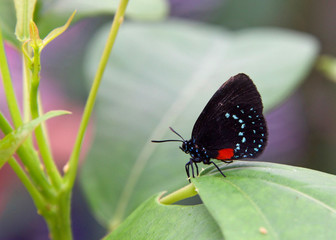 Eumaeus atala, the Atala or coontie hairstreak, a small colorful butterfly in the family Lycaenidae. Profile view standing on green leaf. © sheilaf2002
