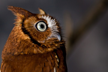 portrait of an owl