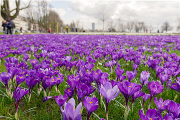 Fototapeta na wymiar Low angle and selected focus view of blooming Blue Purple Crocus flowers field and meadow at Rheinpark along riverside of Rhine River and blur background of cityscape of Düsseldorf and cloudy sky. 