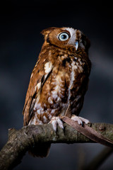 owl on branch