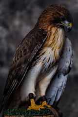 portrait of an eagle