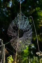 Spider web with shimmering morning dew drops at Halpatiokee Regional Park, Stuart, Florida, USA