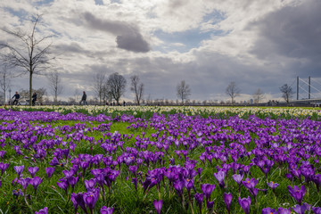 Low angle and selected focus view of blooming Blue Purple Crocus flowers field and meadow at Rheinpark along riverside of Rhine River and blur background of cityscape of Düsseldorf and cloudy sky. 