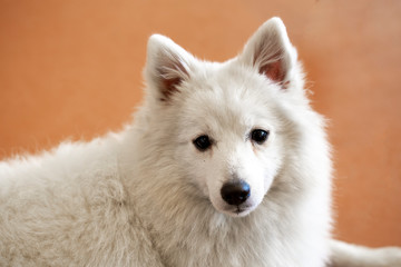 portrait of a spitz dog