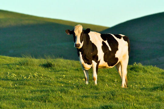 Holstein cow with its distinctive pattern on rolling green hillside, Sonoma County, California 