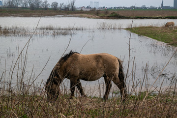 Horse eating grass