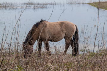 Horse eating grass