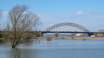 Tree standing in front of the waal