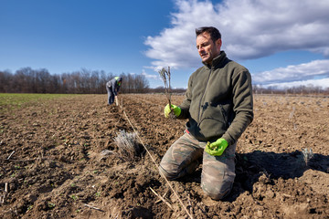 Fototapeta premium Farmer planting lavender