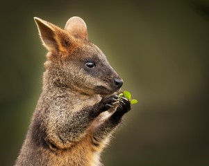 Closeup shot of a cute baby wallaby holding a green leaf - obrazy, fototapety, plakaty