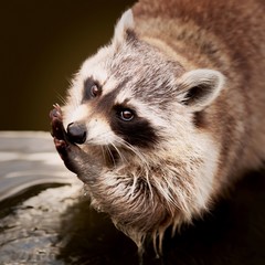 Closeup shot of a raccoon cleaning its hand © Sebastiaan/Wirestock