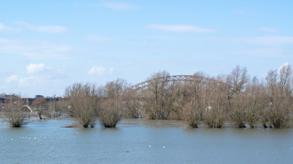 Trees in flooded water in waal