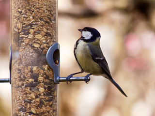 Naklejka premium Kohlmeise am Vogelfutter