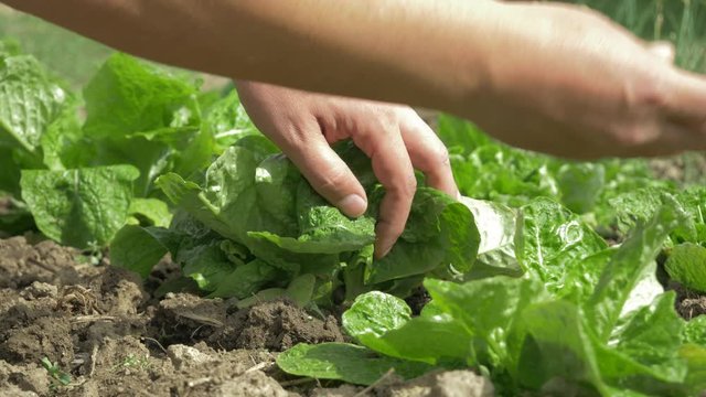 organic lettuce hand weeding in spring